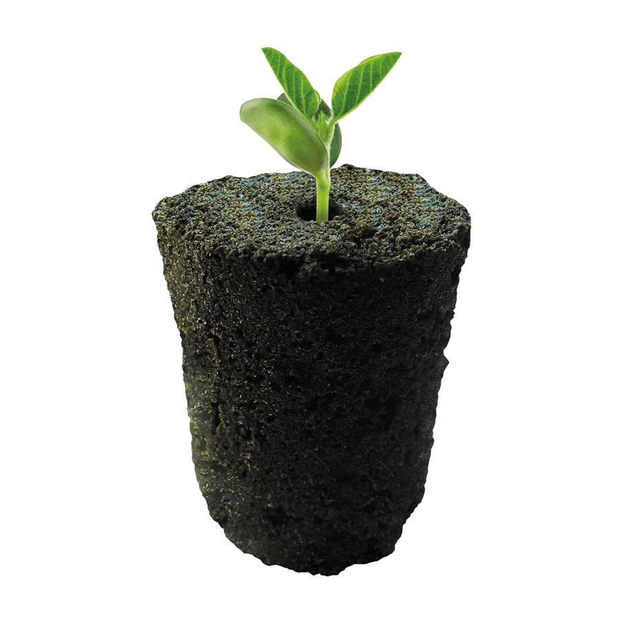 ROOT!T Anzuchtwürfel mit Pflanze